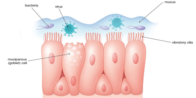 Бактеріофаги на слизових оболонках можуть запобігти інфекціям
